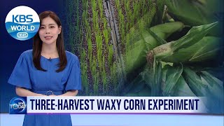 Three・Harvest waxy corn experiment (News Today) l KBS WORLD TV 210617