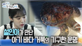 [희망TV SBS] 세상을 구하는 나눔 / 아기 바다 거북이의 기구한 운명