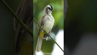 Yellow-vented Bulbul (Pycnonotus goiavier)