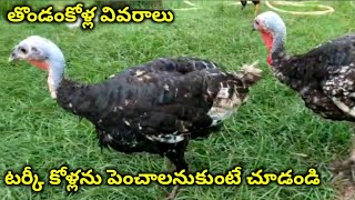 Turkey bird's full details | @youngfarmeratoztelugu