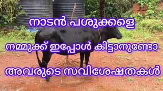 നാടൻ പശുക്കളുടെ സവിശേഷതകളെ കുറിച്ച് ഒന്ന് നോക്കിയാലോ