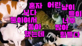 혼자보다는 둘이라서 좋아했는데 어린냥이들이 너무 많이 몰려왔어요