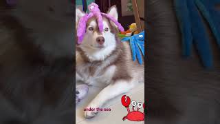 husky under the sea #husky #sonia亞桑 #雪橇 #哈士奇 #doglife #adoption #adoptme #happydog