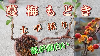 【小品盆栽】土手採り蔓梅擬き ツルウメモドキ 根に曲を付けて鉢上げ Plant the Oriental bittersweet taken on the embankment