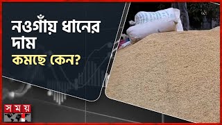 নওগাঁয় মণপ্রতি ধানের দাম কমেছে ৭০ টাকা | Paddy | Rice Price | Naogaon News | Somoy TV