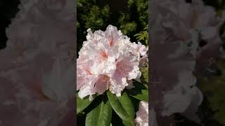 рододендрон Синтиллейшн, Rhododendron Scintillation, рододендрон гибридный вечнозеленый