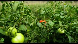 A Glimpse into Sprout Tales Farms: Where Freshness Begins 🌿🍅🐟