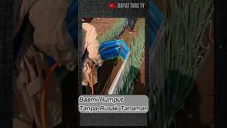 Ide Kreatif Basmi Rumput Pengganggu #trending #short #pertanian #gulma