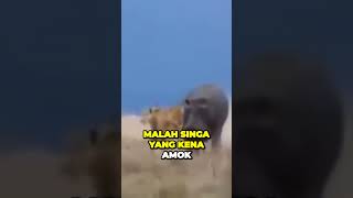 MASA RAJA HUTAN KALAH SAMA KUDA NIL SIH?#faktaunik #animals #viralvideo #tranding #shorts #lion