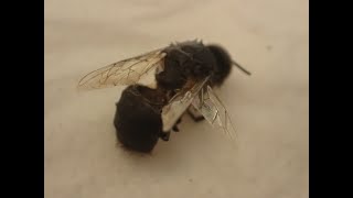 ミツバチの病気 / Japanese honey bee disease 気管にダニ