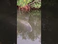 Bull shark runs into the side of guys kayak.