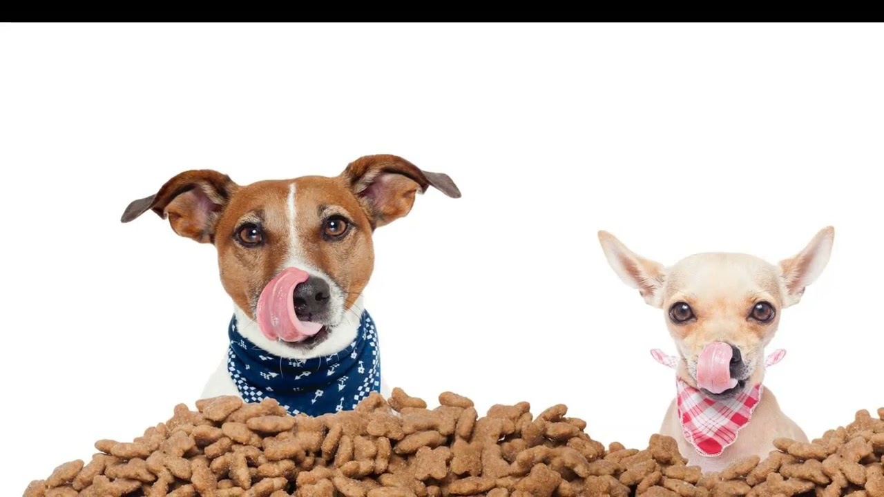 Annual Holiday Pet Food Drive Underway Until December 15 - YouTube