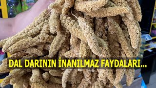 Dal Darının İnanılmaz Faydaları....