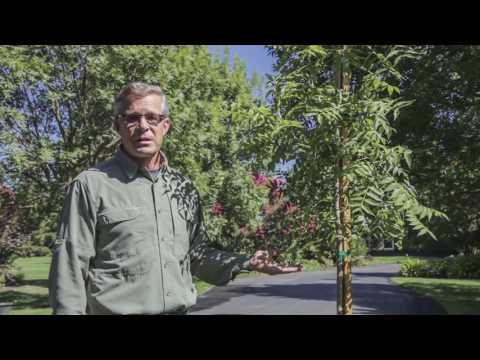 How long does a Chinese pistache tree live?