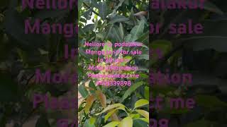 Nellore to podalakuru near Mango land for sale #