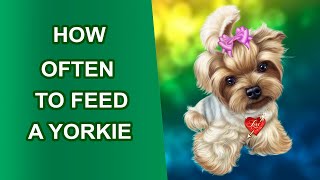 🐶 How Often to Feed a Yorkie 🌸