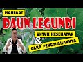 MANFAAT DAUN LEGUNDI UNTUK KESEHATAN DAN CARA PENGOLAHANNYA UNTUK PENGOBATAN TRADISIONAL