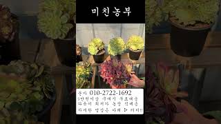 미친농부 판매 영상 예고-설 명절편