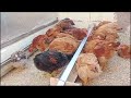 🐔 روتين يومي مع مع دجاج🤣🤸🙆 🐔 مشروع مربح اسهل@ مشروب غير مكلف وغير من سطح