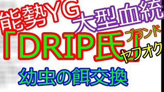 能勢YG「DRIP氏」 ブリード個体 オオクワガタ 大型血統