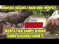 MANFAAT KACANG TANAH UNTUK MERPATI SANGAT BAGUS !!