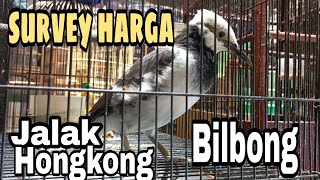 SURVEY HARGA JALAK HONGKONG dan BILBONG di PASAR PRAMUKA!