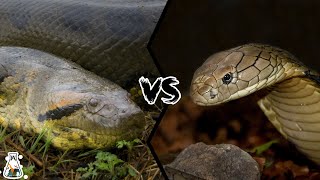 ANACONDA VS KING COBRA - Who is the Real King of the Snakes?