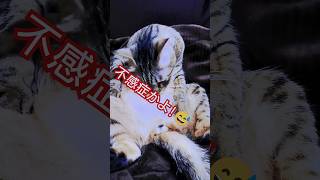 えっ!?えぇ!?えｪｪｪ➰#shorts #cat #ねこ #保護猫 #猫 #ぬこ #不感症#猫動画#cute #cutecat#funny