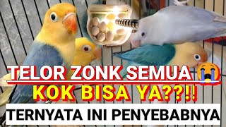 3 penyebab utama Lovebird betina bertelur zonk semua