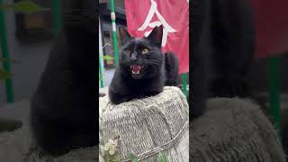 【伏見稲荷】気づいた瞬間に声が大きくなる黒猫ダイサン　A black cat whose voice gets louder the moment he notices it