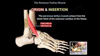 Peroneus Tertius Muscle - Everything You Need To Know - Dr. Nabil Ebraheim