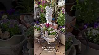 【HD動画】2025年1月14日  冬の花が咲いています。 #flowers #garden #癒し#自然 #naturelovers #薔薇は美しく散る #ばらの花 #rosegarden