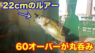 ロクマルがいる水槽で釣りしてみた