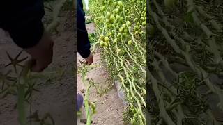 এই জাতের টমেটো গাছ অনেক লম্বা হয়# Bangladesh agro LTD # Shorts