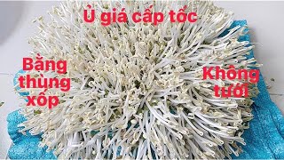 Ủ giá bằng thùng xốp vào mùa đông không cần chăm,không cần tưới .3 ngày là được ăn
