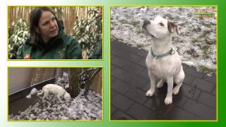 Hundevermittlung - Dezember 2012 / Januar 2013 | TierheimTV Hannover