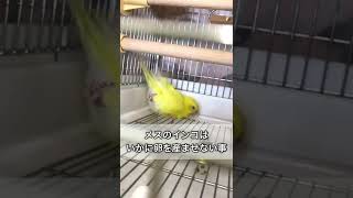 インコが卵を産む瞬間　#shorts #インコまるけ #インコ #セキセイインコ