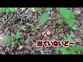 2022　初キノコ狩り　（イノハナを探す）福島県