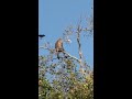 a fight between monkey and crow funny video