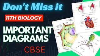 11th Biology Most Important Diagrams | CBSE | Examination| Padhai ka punch