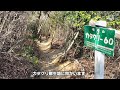 【岐阜県】鳩吹山のカタクリ群生地