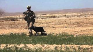 1st LAR Marines armed with M27 IAR and M4's sweep for IED's