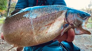 丸々太った赤身のサーモンが釣れまくる！今年もこの釣り場が最高だった...【エリアトラウト】【管理釣り場】【蛇尾川フィッシングパーク】