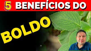 5 BENEFÍCIOS DO CHÁ DE BOLDO