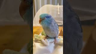 【こんな時もある】#マメルリハ #インコ #しいちゃん