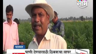 #Agrowon: Success Story of Kamlakar Shelar of Chilli Farming in Palghar