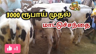 தரமான கர்நாடகா  குட்டிகள்  கிடைக்கும்// காரிமங்கலம் மாட்டு சந்தை #cow #gkbrothers #trending