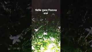 10 August গভীর রাত্রে  জিজি  পোকা আর শিয়ালের ডাক শুনুন 2024