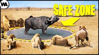 This Is Why Lions Will Never Kill This Buffalo