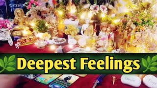 🌿❤Deepest Feelings Next Action With Angel Guidance ❤🌿Timeless Tarot Reading In Hindi🌈